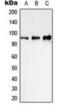 Quinolinate Phosphoribosyltransferase antibody, orb317756, Biorbyt, Western Blot image 
