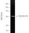 Proteasome 26S Subunit, Non-ATPase 4 antibody, BML-PW1045-0025, Enzo Life Sciences, Western Blot image 