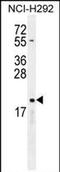Cytochrome b-245 light chain antibody, PA5-71642, Invitrogen Antibodies, Western Blot image 