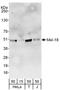 Polycomb group RING finger protein 2 antibody, NBP2-04032, Novus Biologicals, Western Blot image 
