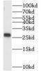 TATA-Box Binding Protein Associated Factor 11 antibody, FNab08477, FineTest, Western Blot image 