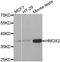 Heme Oxygenase 2 antibody, LS-C332235, Lifespan Biosciences, Western Blot image 