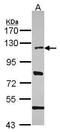 Helicase Like Transcription Factor antibody, PA5-30173, Invitrogen Antibodies, Western Blot image 