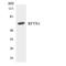 Raftlin antibody, LS-C200589, Lifespan Biosciences, Western Blot image 