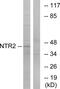 NTSR2 antibody, GTX87621, GeneTex, Western Blot image 