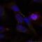 ETS domain-containing protein Elk-1 antibody, A01426, Boster Biological Technology, Immunofluorescence image 