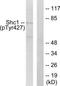 ShcA antibody, TA312072, Origene, Western Blot image 