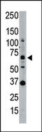 SUMO Specific Peptidase 1 antibody, 56-338, ProSci, Western Blot image 