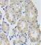 Glutamic--Pyruvic Transaminase antibody, FNab03619, FineTest, Immunohistochemistry frozen image 