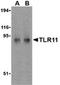 TLR11 antibody, ADI-CSA-831-E, Enzo Life Sciences, Western Blot image 