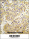Valyl-TRNA Synthetase antibody, 63-235, ProSci, Immunohistochemistry paraffin image 