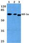 HIF3-alpha-1 antibody, PA5-36531, Invitrogen Antibodies, Western Blot image 