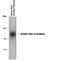 Solute Carrier Family 6 Member 3 antibody, PPS068, R&D Systems, Western Blot image 