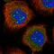 Dmx Like 1 antibody, HPA036432, Atlas Antibodies, Immunofluorescence image 