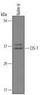 Cytokine-inducible SH2-containing protein antibody, AF3194, R&D Systems, Western Blot image 