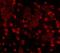 FTO Alpha-Ketoglutarate Dependent Dioxygenase antibody, GTX85019, GeneTex, Immunohistochemistry paraffin image 
