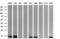 D-dopachrome decarboxylase antibody, M01354, Boster Biological Technology, Western Blot image 