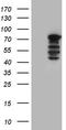 WASP Like Actin Nucleation Promoting Factor antibody, CF811284, Origene, Western Blot image 