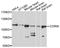 Atrial natriuretic peptide-converting enzyme antibody, abx125704, Abbexa, Western Blot image 
