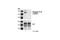 Fms Related Tyrosine Kinase 3 antibody, 3466S, Cell Signaling Technology, Western Blot image 
