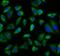 Peroxisomal targeting signal 1 receptor antibody, FNab06331, FineTest, Immunofluorescence image 