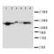Podoplanin antibody, orb76189, Biorbyt, Western Blot image 