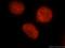 DEK Proto-Oncogene antibody, 16448-1-AP, Proteintech Group, Immunofluorescence image 
