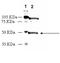 Dopamine receptor D1 antibody, ADI-905-789-100, Enzo Life Sciences, Western Blot image 