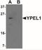 Yippee Like 1 antibody, NBP2-41163, Novus Biologicals, Western Blot image 