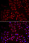 C-C Motif Chemokine Ligand 25 antibody, 22-299, ProSci, Immunofluorescence image 