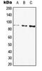Galactosidase Beta 1 antibody, LS-C353731, Lifespan Biosciences, Western Blot image 