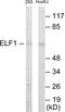 E74 Like ETS Transcription Factor 1 antibody, EKC1708, Boster Biological Technology, Western Blot image 