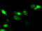 Serine Racemase antibody, TA500940, Origene, Immunofluorescence image 