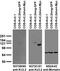 Potassium voltage-gated channel subfamily B member 2 antibody, 73-360, Antibodies Incorporated, Western Blot image 