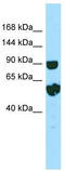 Repetin antibody, TA338312, Origene, Western Blot image 