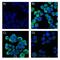 Cytokeratin Pan  antibody, NBP2-33200B, Novus Biologicals, Immunofluorescence image 