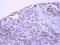 Syndapin 1 antibody, PA5-28852, Invitrogen Antibodies, Immunohistochemistry frozen image 