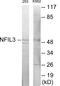 Nuclear Factor, Interleukin 3 Regulated antibody, EKC1836, Boster Biological Technology, Western Blot image 