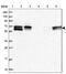 Family With Sequence Similarity 126 Member B antibody, PA5-57551, Invitrogen Antibodies, Western Blot image 