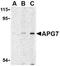 Autophagy Related 7 antibody, TA306258, Origene, Western Blot image 