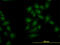 Oxidative Stress Responsive Kinase 1 antibody, LS-C133615, Lifespan Biosciences, Immunofluorescence image 