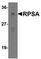 Ribosomal Protein SA antibody, A01691, Boster Biological Technology, Western Blot image 
