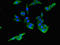 PIH1 Domain Containing 3 antibody, LS-C398360, Lifespan Biosciences, Immunofluorescence image 