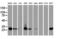 Sepiapterin Reductase antibody, LS-C172431, Lifespan Biosciences, Western Blot image 