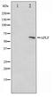 Aprataxin And PNKP Like Factor antibody, TA347336, Origene, Western Blot image 