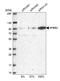 Amyloid beta A4 precursor protein-binding family B member 2 antibody, HPA023542, Atlas Antibodies, Western Blot image 