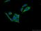 GDP-D-Glucose Phosphorylase 1 antibody, 25447-1-AP, Proteintech Group, Immunofluorescence image 