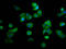 RECQ4 antibody, LS-C681197, Lifespan Biosciences, Immunofluorescence image 