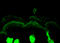 Calreticulin antibody, LS-B9387, Lifespan Biosciences, Immunofluorescence image 