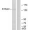 Stromal Antigen 3 antibody, PA5-49895, Invitrogen Antibodies, Western Blot image 